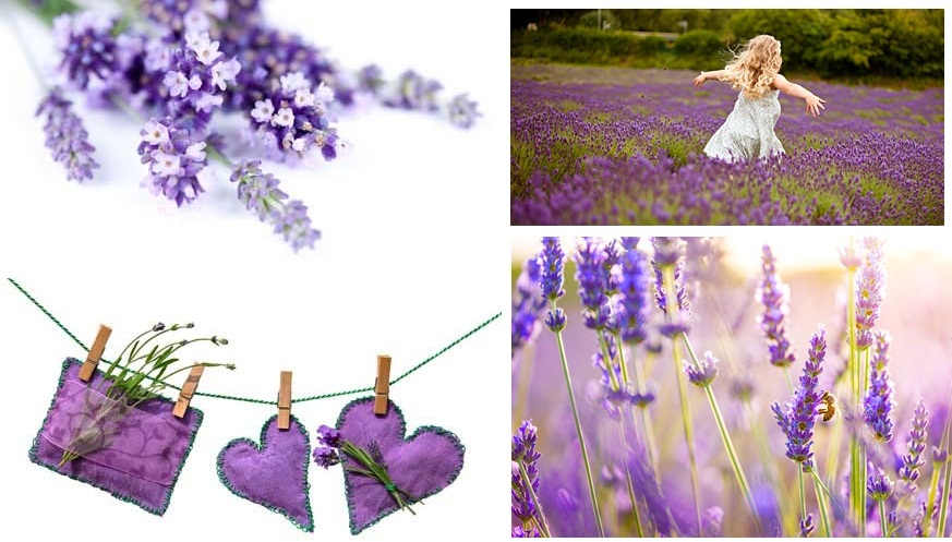 lavender